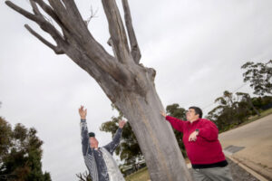 ‘Blue’ tree’s new growth