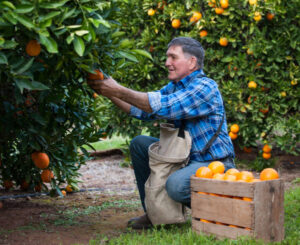 Fruitless to fruitful