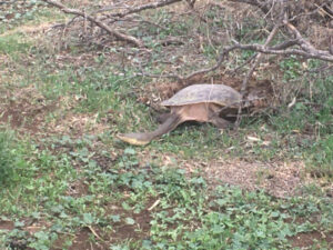 Wildlife breeding in paddocks