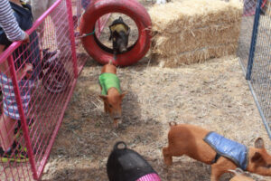 Pigs fly in popular race