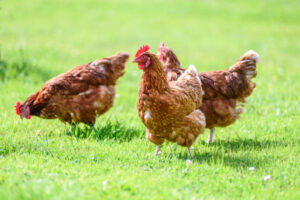 Be vigilant for bird flu strain – VFF
