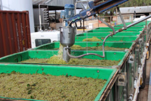 Steady crush for winegrowers