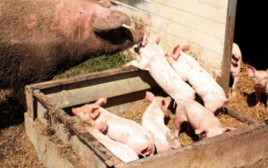 Controversial pig farm proposed