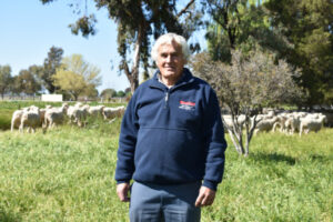 Sheep flocking to the sale