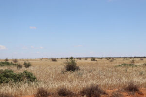 Barapa team winning the battle against boxthorn