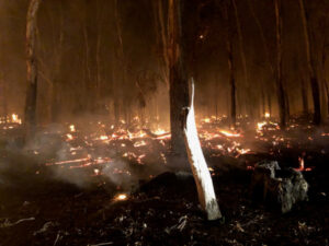 River red gums destroyed in Euston park blaze