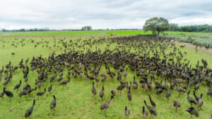 Abattoir a business boost for emu farm