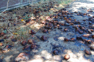 Town residents ‘are to blame’