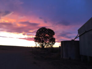 Viewpoint: The beauty of the bush