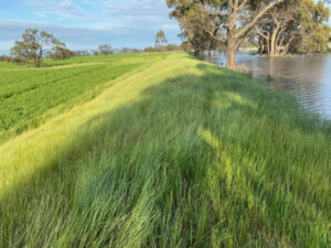 Harvest impacts expected across Mallee