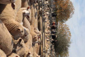 Flocking to Bali cause for concern