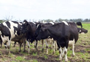 Farming news in brief