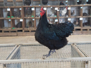 Passion takes commitment