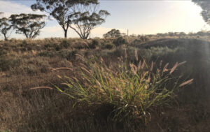 Bid to eradicate high-risk weed