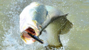 Top end’s a barra bonanza for some