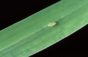 Wheat pest confirmed in Vic