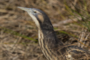 Now it makes the headline