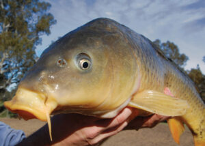 Carp virus is a solution – and a lot of problems