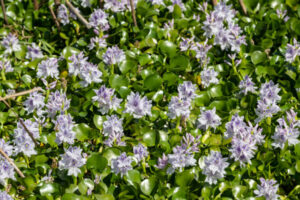 Water hyacinth infestation threatens region’s water life