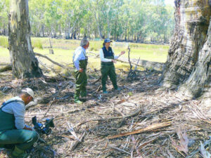 Local forest beamed across the globe