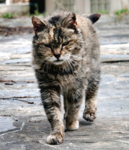 War on feral cats