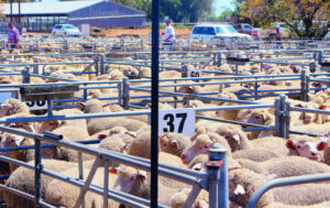 Beefy profits at Saleyards