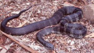 Large-scale snake season predicted