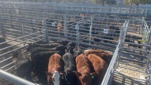 Swan Hill Sale yards today.