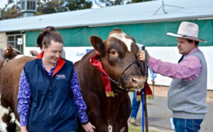 Breeders primed for cattle show