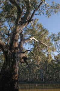 Basin plan needed to revive Murray River