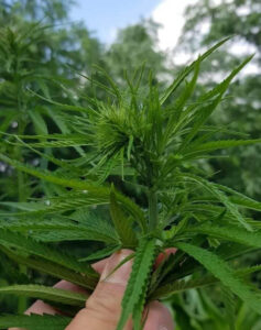 Mallee farmer salutes hemp as crop of future