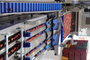 SHARP BUT SWEET: Stone fruit business supports the locals