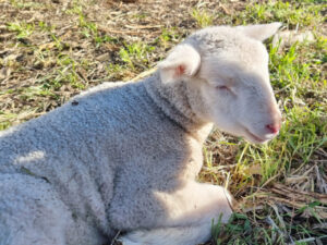 Flystrike-resistant sheep breeding may end mulesing