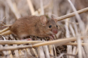 Farmers urged to look for signs of mice activity