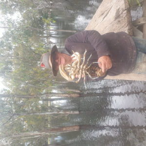 Strange crays indeed