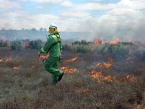 Fire crews to slash Mallee grass