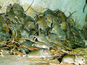 Farmers wary of mice numbers