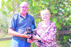 Local greyhound breeders in shock