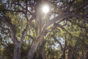 Tree policy must branch out