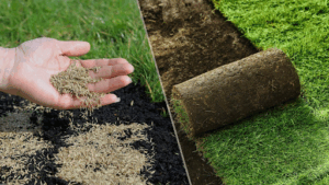 Instant lawn vs traditional seeding: Which is better?