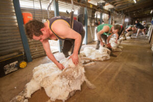 Contamination clipping the cost of wool