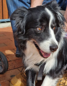 Best friends help us through