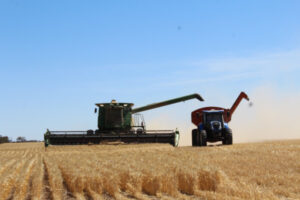 ‘Mixed bag’ for Mallee grain growers