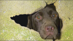 Dog welfare concerns