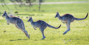 Red tape concerns over roo harvesting