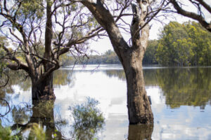 Robinvale ‘alarmed’ by rising river