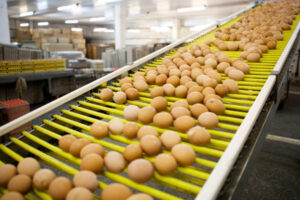 Time’s up for chook farm developer