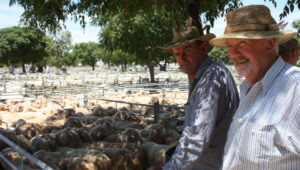 Crowds flock to year’s first sheep sale