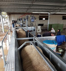 Modular race system takes shearing test
