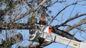 Touch and go for big fig: tree’s future hangs in the balance